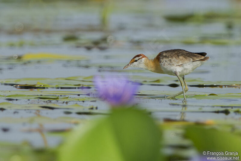 Jacana nainadulte