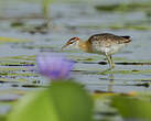 Jacana nain