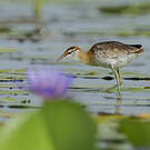 Jacana nain