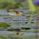 Jacana nain