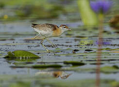 Lesser Jacana