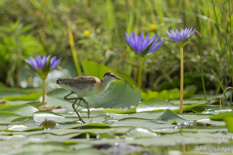 Lesser Jacanaadult