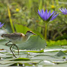 Jacana nain