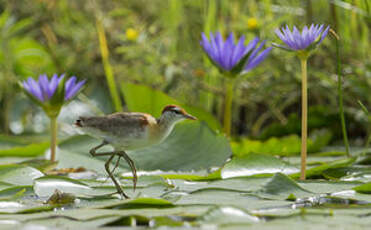 Jacana nain