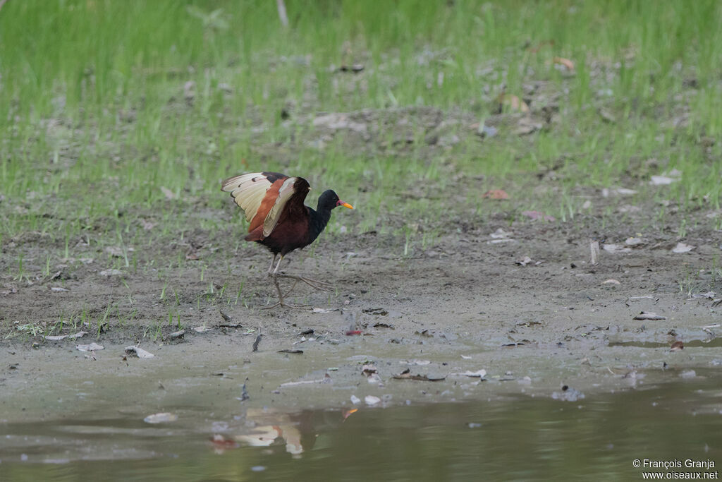 Wattled Jacana