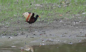 Wattled Jacana