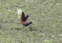 Jacana noir