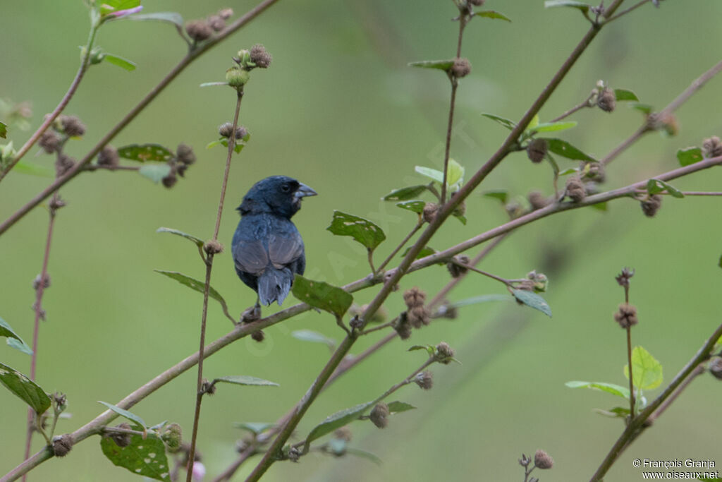 Blue-black Grassquit