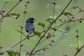 Blue-black Grassquit