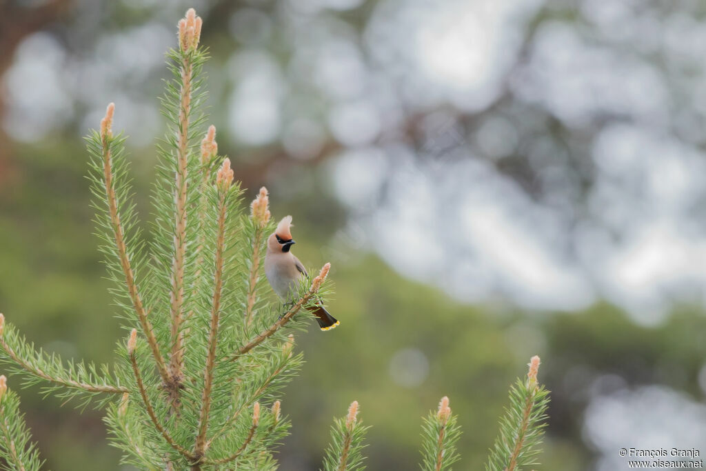 Bohemian Waxwing