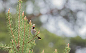 Bohemian Waxwing