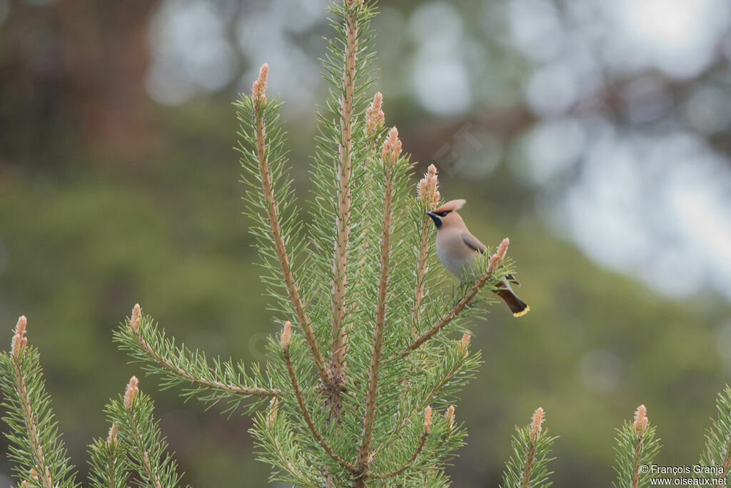 Bohemian Waxwing