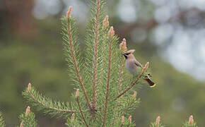 Bohemian Waxwing