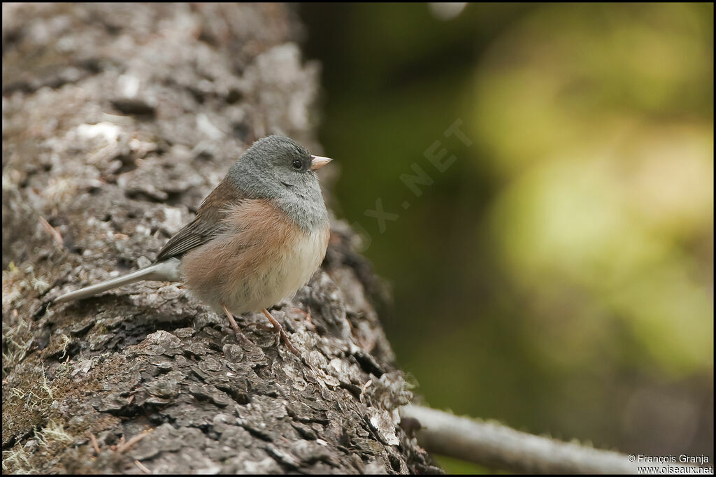 Junco ardoisé