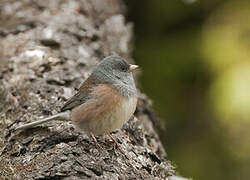 Dark-eyed Junco