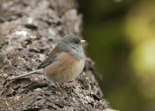 Junco ardoisé