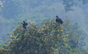 Horned Screamer