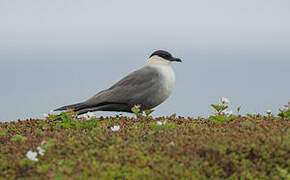 Long-tailed Jaeger