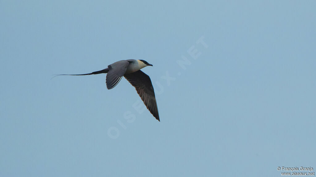 Long-tailed Jaeger