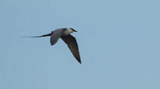 Long-tailed Jaeger