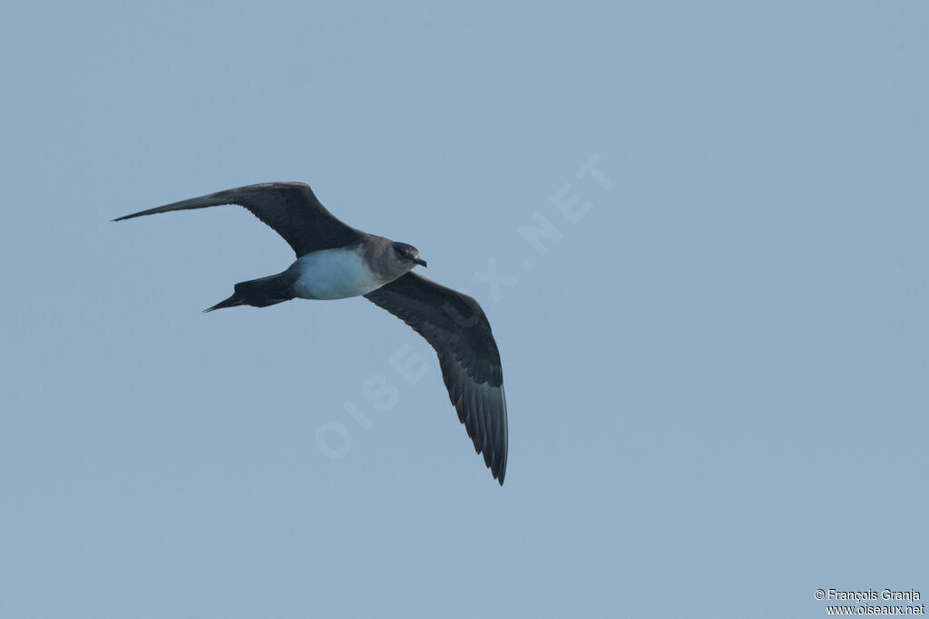 Parasitic Jaeger