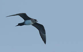 Parasitic Jaeger