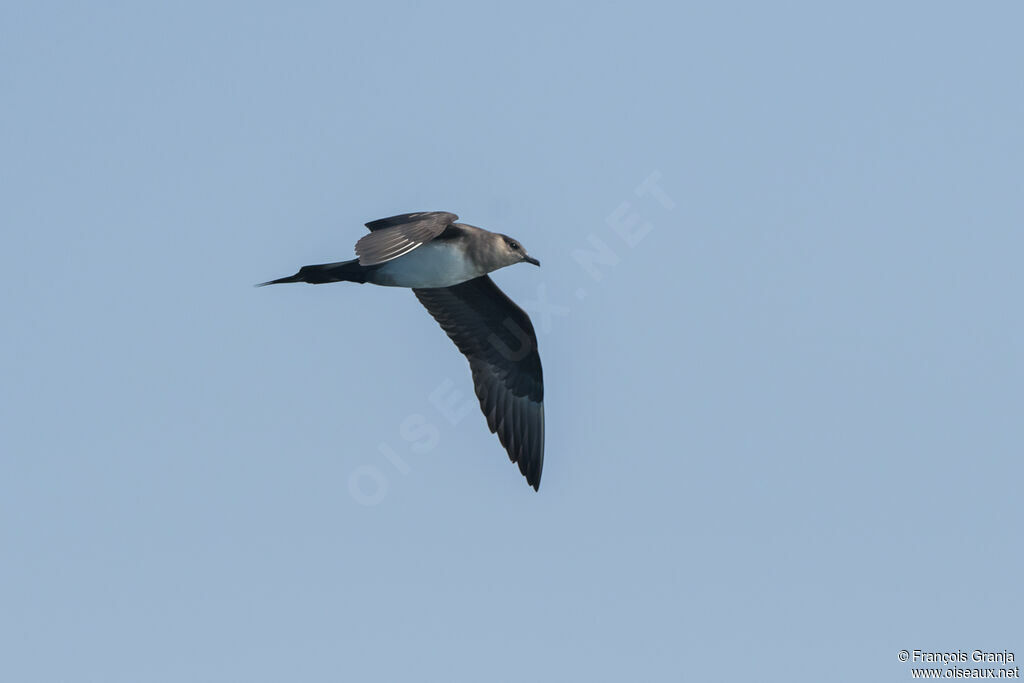 Parasitic Jaeger