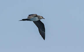 Parasitic Jaeger