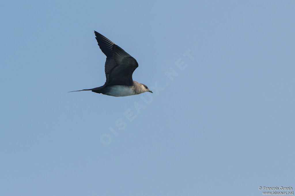 Parasitic Jaeger