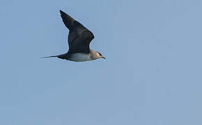 Parasitic Jaeger