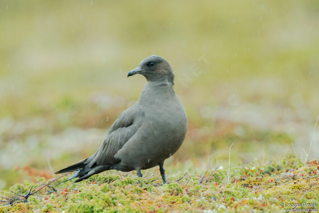 Parasitic Jaeger