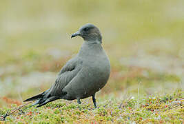 Parasitic Jaeger