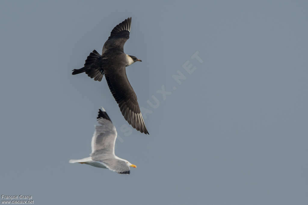 Pomarine Jaegeradult, fishing/hunting