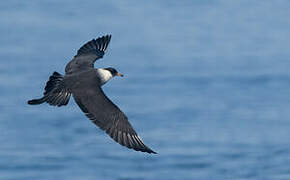 Pomarine Jaeger