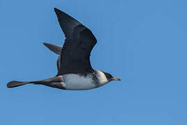 Pomarine Jaeger