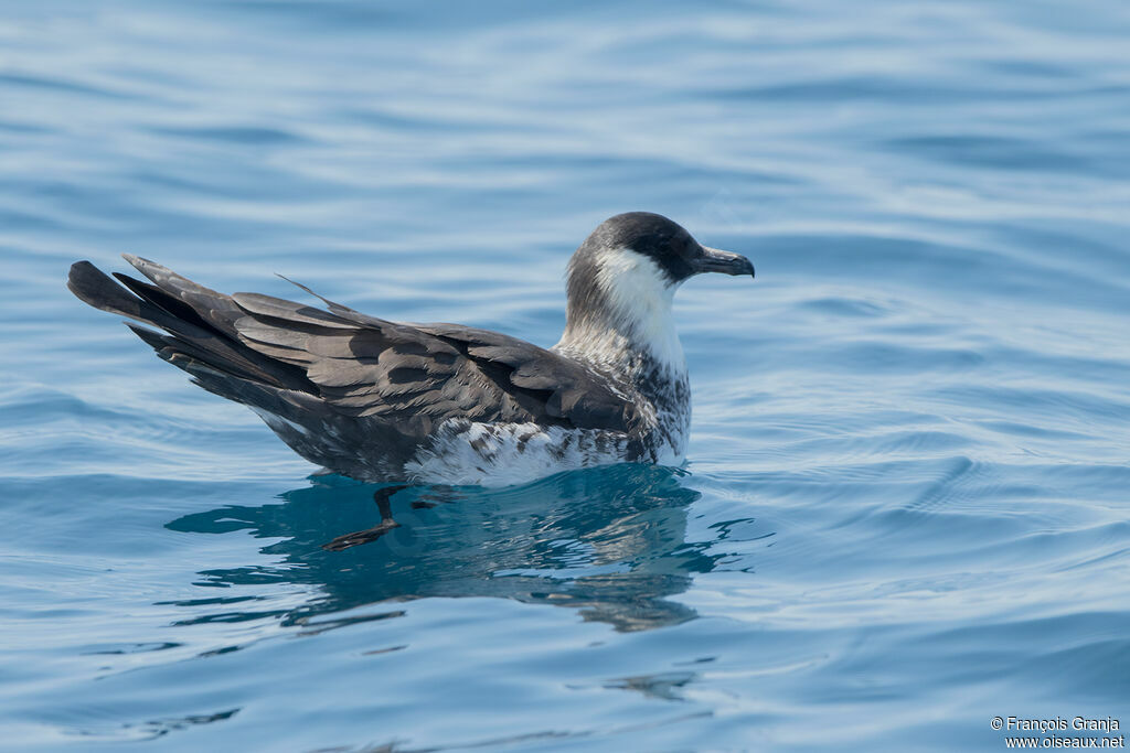 Pomarine Jaeger