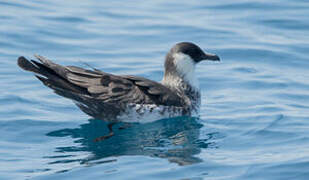 Pomarine Jaeger