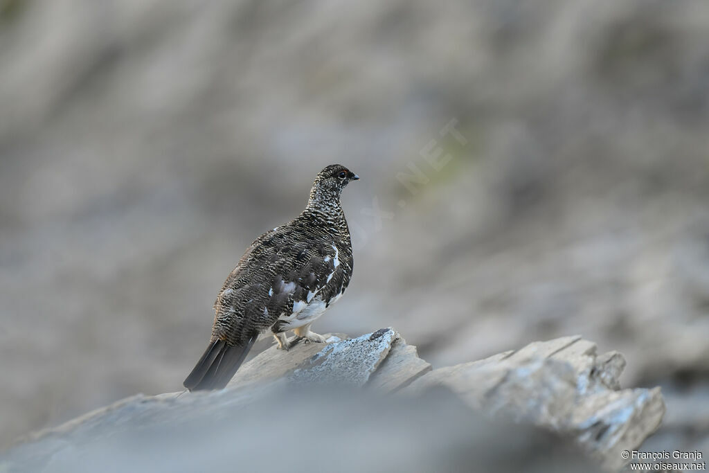 Rock Ptarmigan