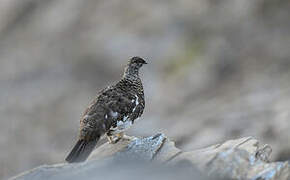 Rock Ptarmigan