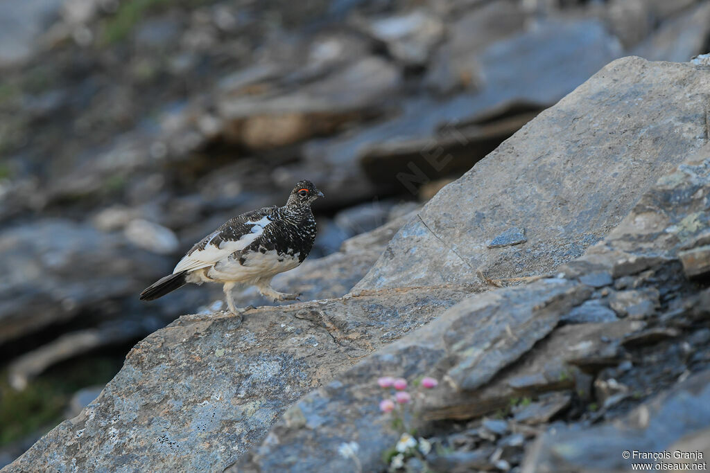 Lagopède alpin