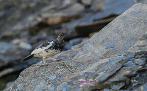 Rock Ptarmigan