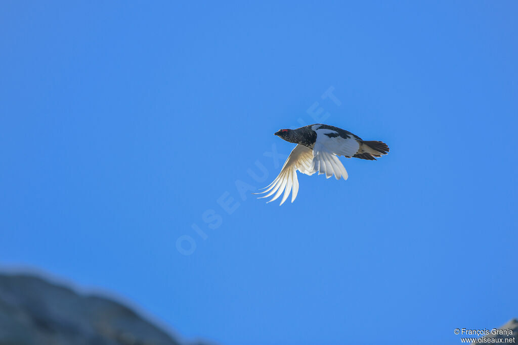 Rock Ptarmigan