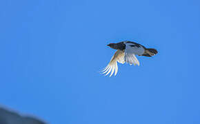 Rock Ptarmigan