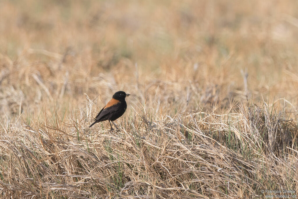 Andean Negrito