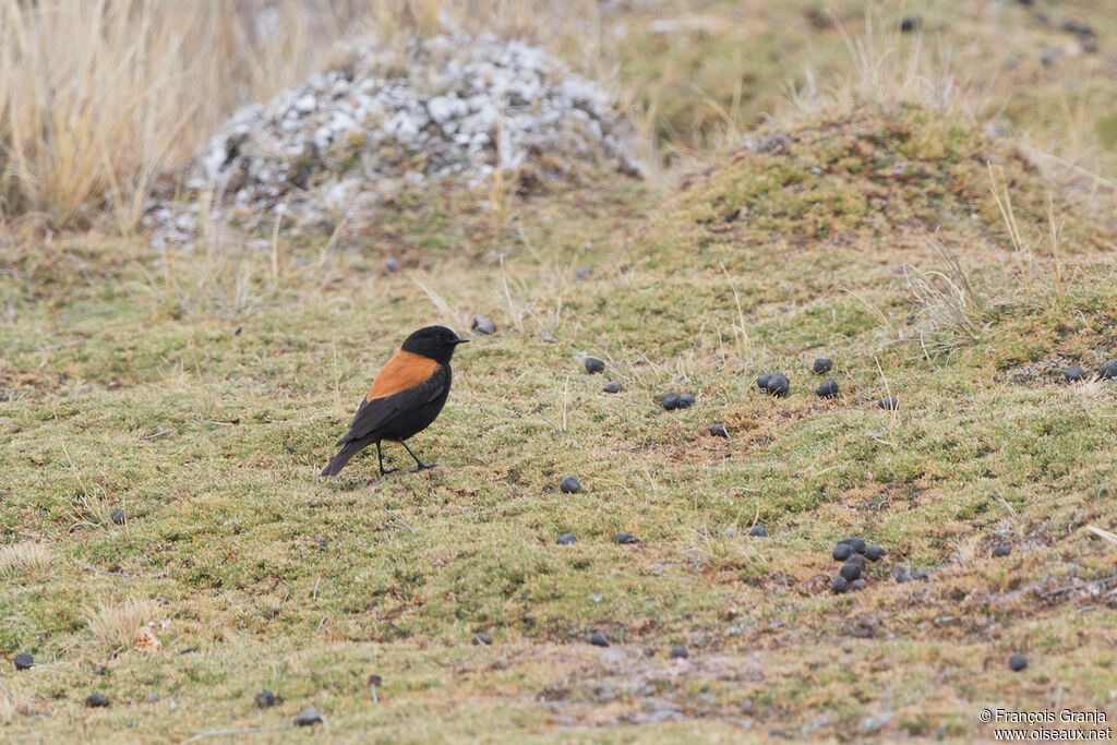 Andean Negrito