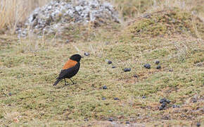 Andean Negrito