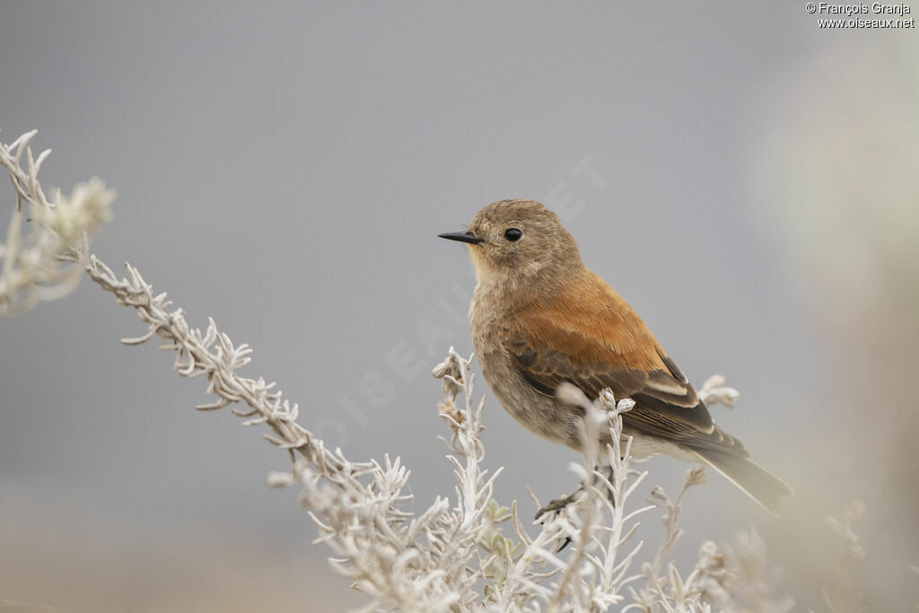 Austral Negrito female