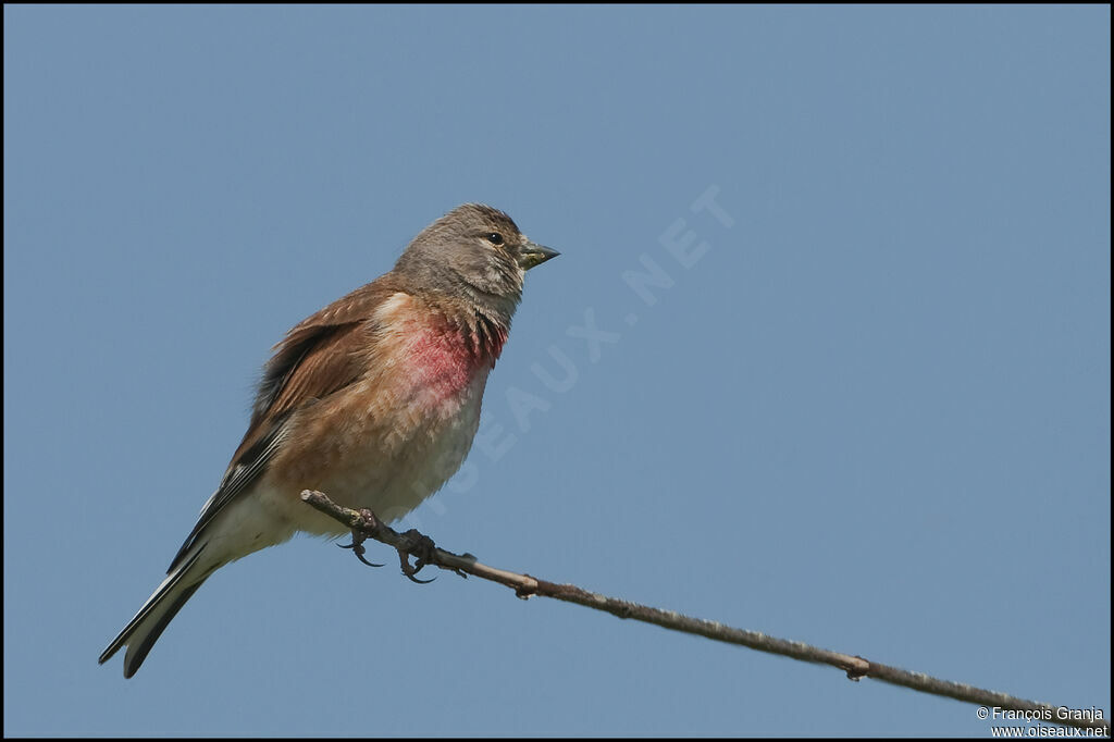 Common Linnet male adult