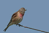 Linotte mélodieuse