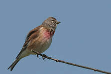 Linotte mélodieuse